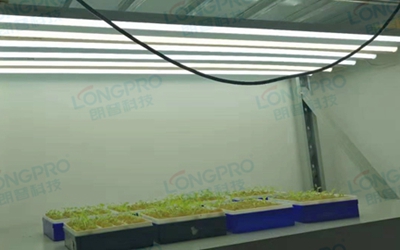 UV紫外線照射實驗：植物如何應對自然環(huán)境中的紫外線威脅？